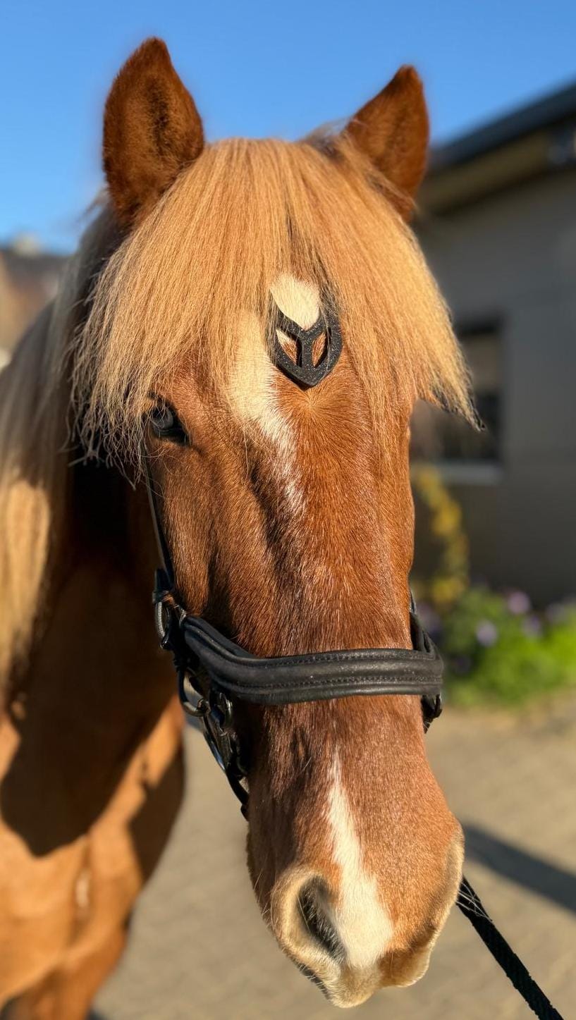 TRENSE 'VIKING'