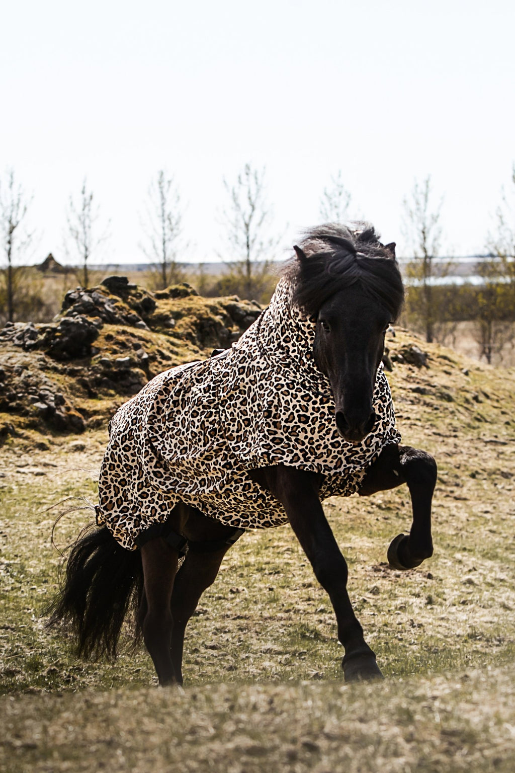 TOPREITER EKZEMERDECKE LEO